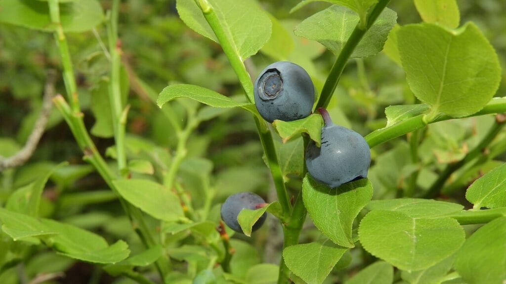 Плодове на черна боровинка Vaccinium myrtillus – илюстрация към статия за билки и зрение