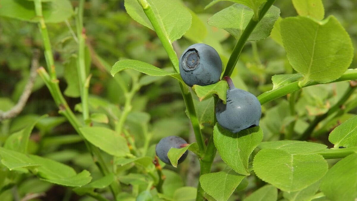 Плодове на черна боровинка Vaccinium myrtillus – илюстрация към статия за билки и зрение